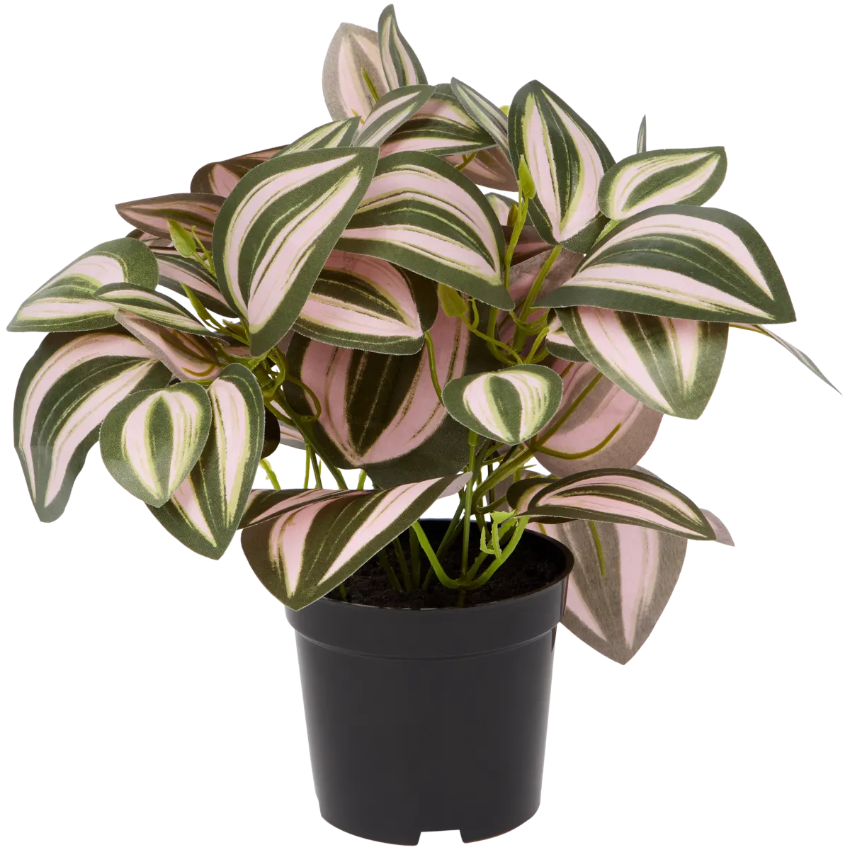 Tradescantia The Hamptons Collections HOME