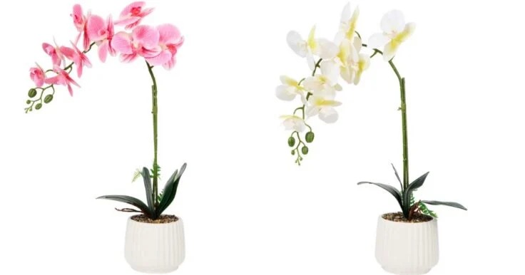 Tout le monde se rue sur cette orchidée sans entretien à 9 € chez Action, grâce à ce détail qui fait toute la différence
